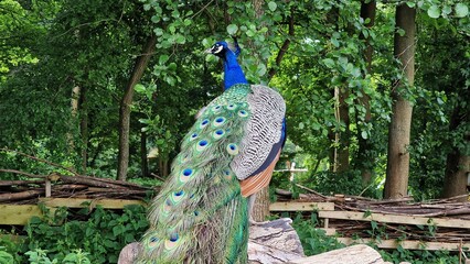 Naklejka premium The Indian peafowl or Pavo cristatus, also known as the common peafowl or blue peafowl. Close up view.