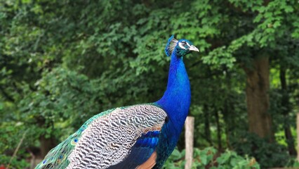 Obraz premium The Indian peafowl or Pavo cristatus, also known as the common peafowl or blue peafowl. Close up view.