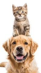 Obraz premium Adorable Friends: Kitten and Puppy Duo Generative AI
