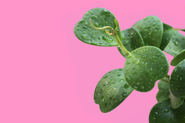 Green leaves of sweetheart hoya plant  