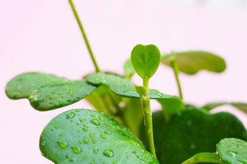 Green leaves of sweetheart hoya plant  