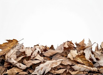 Autumn Leaves Pileup on Ground
