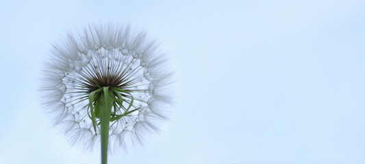  Dandelion on a background of bright sky. Dandelion abstract background. Freedom to Wish.  Shallow depth of field. Abstract dandelion flower background. Seed macro closeup. copy space