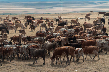 A shepherd with a herd of cattle cows walking on the mountain landscape of Kars Turkey