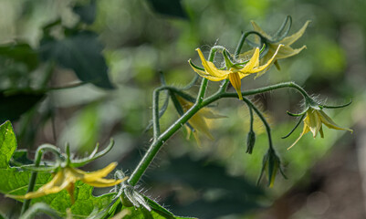 Yellow tomato flowers on the green plant stem in the garden in sunny summer day