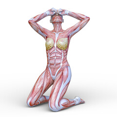 女性の人体模型　3DCGレンダリング