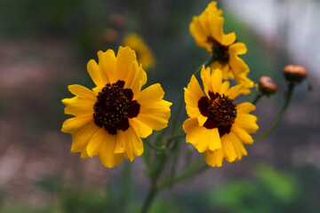 Yellow Coreopsis Blooming Flowering Wildflower in a Spring Garden