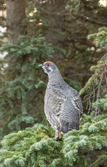 Spruce Grouse in Denali National Park Alaska in Fall