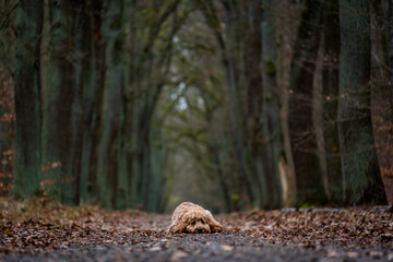golden doodle lying in the woods