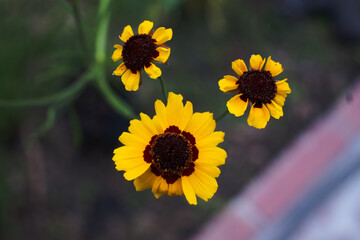 Yellow Coreopsis Blooming Flowering Wildflower in a Spring Garden