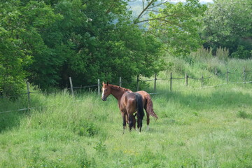 Chevaux dans une prairie