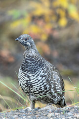 Spruce Grouse in Denali National Park Alaska in Autumn
