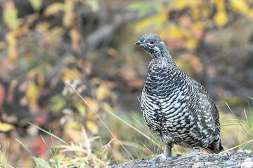 Spruce Grouse in Denali National Park Alaska in Autumn