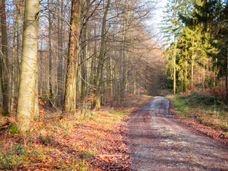 path in autumn forest
