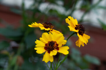 Yellow Coreopsis Blooming Flowering Wildflower in a Spring Garden