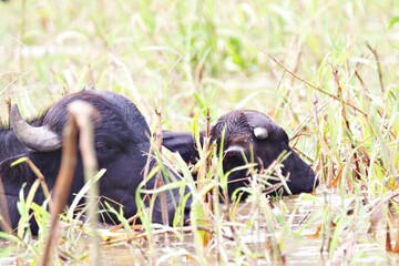 Wasserbüffel im Amazonas