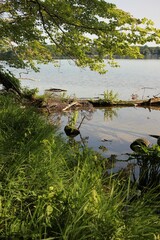 lake in the forest