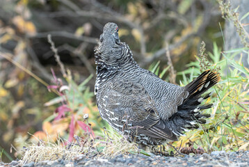Spruce Grouse in Denali National Park Alaska in Autumn