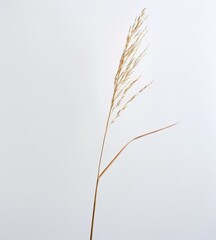 Obraz premium Grass Blades, Light Brown Background, Natural Texture, Single Plant, Plain Color Scheme