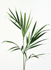 Fototapeta premium Pure, Natural Bamboo Plant