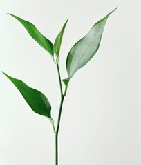 Obraz premium Green Tea Leaf: A Close-Up Photograph