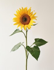 Fototapeta premium Vibrant Sunflower Bouquet