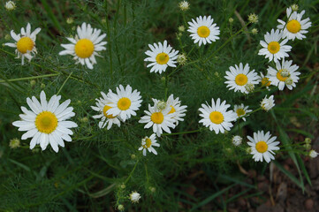 Wild medicinal chamomile - flowers close-up