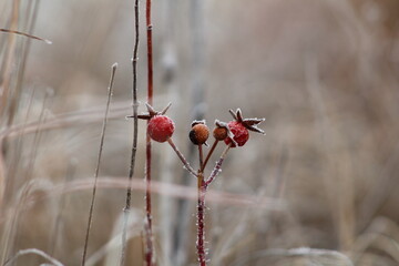 Winter berries