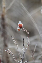 Frozen berry