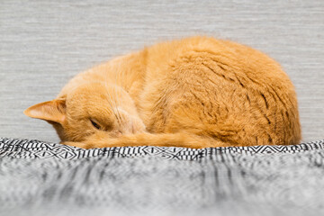 red cat lies curled up on the bed. the cat sleeps curled up. cat sleeps on the bed.