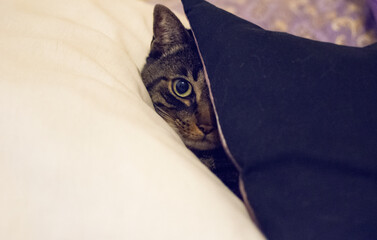 Retrato de un gato, animal de compañía subido en la cama de un acogedor hogar
