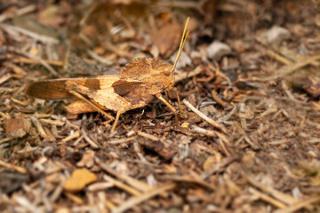 Clouded Grasshopper. Close-up photo. Nature background. 