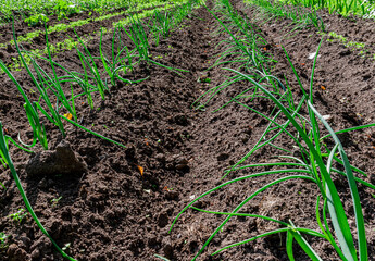 Green and fresh onions planted in a garden furrow with brown soil on a sunny summer day