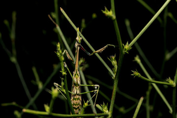 Praying mantis. Close-up photo. Nature background. 