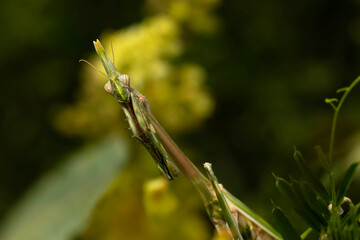 Praying mantis. Close-up photo. Nature background. 