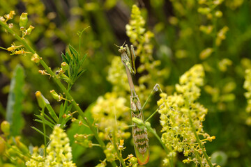 Praying mantis. Close-up photo. Nature background. 