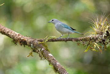 Obraz premium sanhaço-de-encontro-azul (Thraupis cyanoptera)