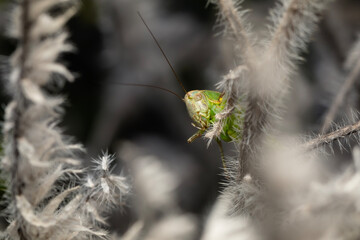 Grasshopper. Close-up photo. Nature background. 
