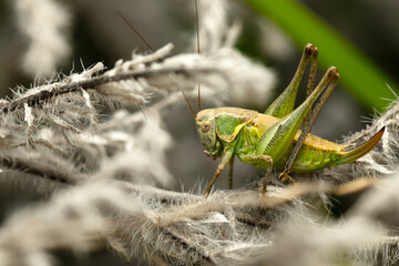 Grasshopper. Close-up photo. Nature background. 