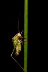 Grasshopper. Close-up photo. Nature background. 