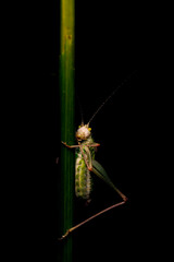 Grasshopper. Close-up photo. Nature background. 