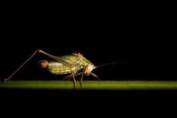 Grasshopper. Close-up photo. Nature background. 