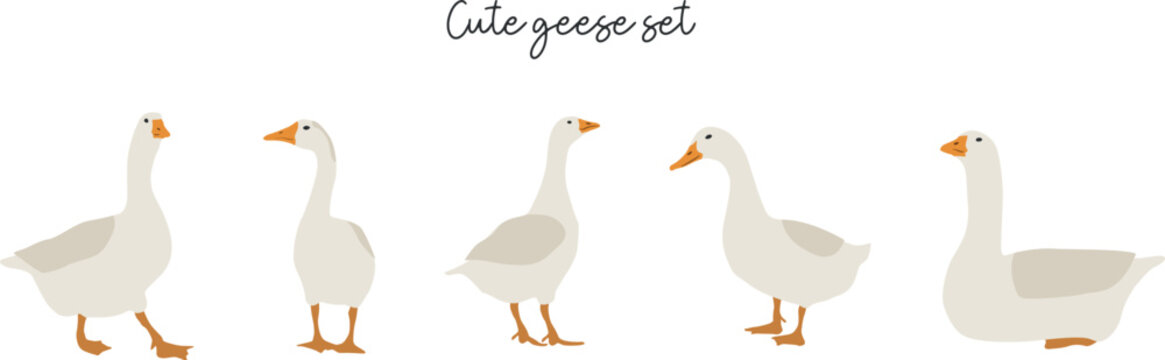 Flat goose set illustration. Vector cliparts of domestic birds. Farming