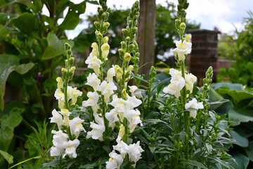 White snap dragons, antirrhinum flower,  flowering beautifully on a summers day.