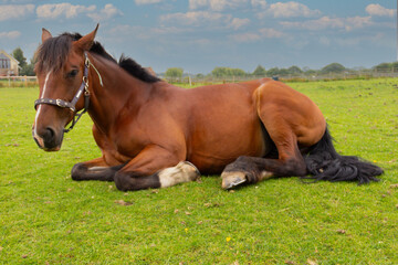 Obraz premium Beautiful bay mare lies relaxing in grassy field, enjoying resting in the sunshine on a summers day in rural Shropshire.