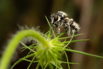 Fly. Close-up photo. Nature background. 
