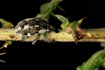 Cryptorhynchus Curculionidae.  Close-up photo. Nature background. 