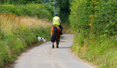 Fototapeta premium Horse rider and her spaniel dog enjoy riding in English countryside on a summers day, moving away from camera down narrow country road with high hedgerows.