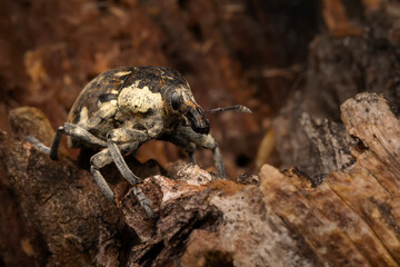 Cryptorhynchus Curculionidae.  Close-up photo. Nature background. 