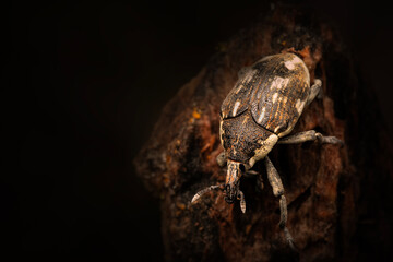 Cryptorhynchus Curculionidae.  Close-up photo. Nature background. 